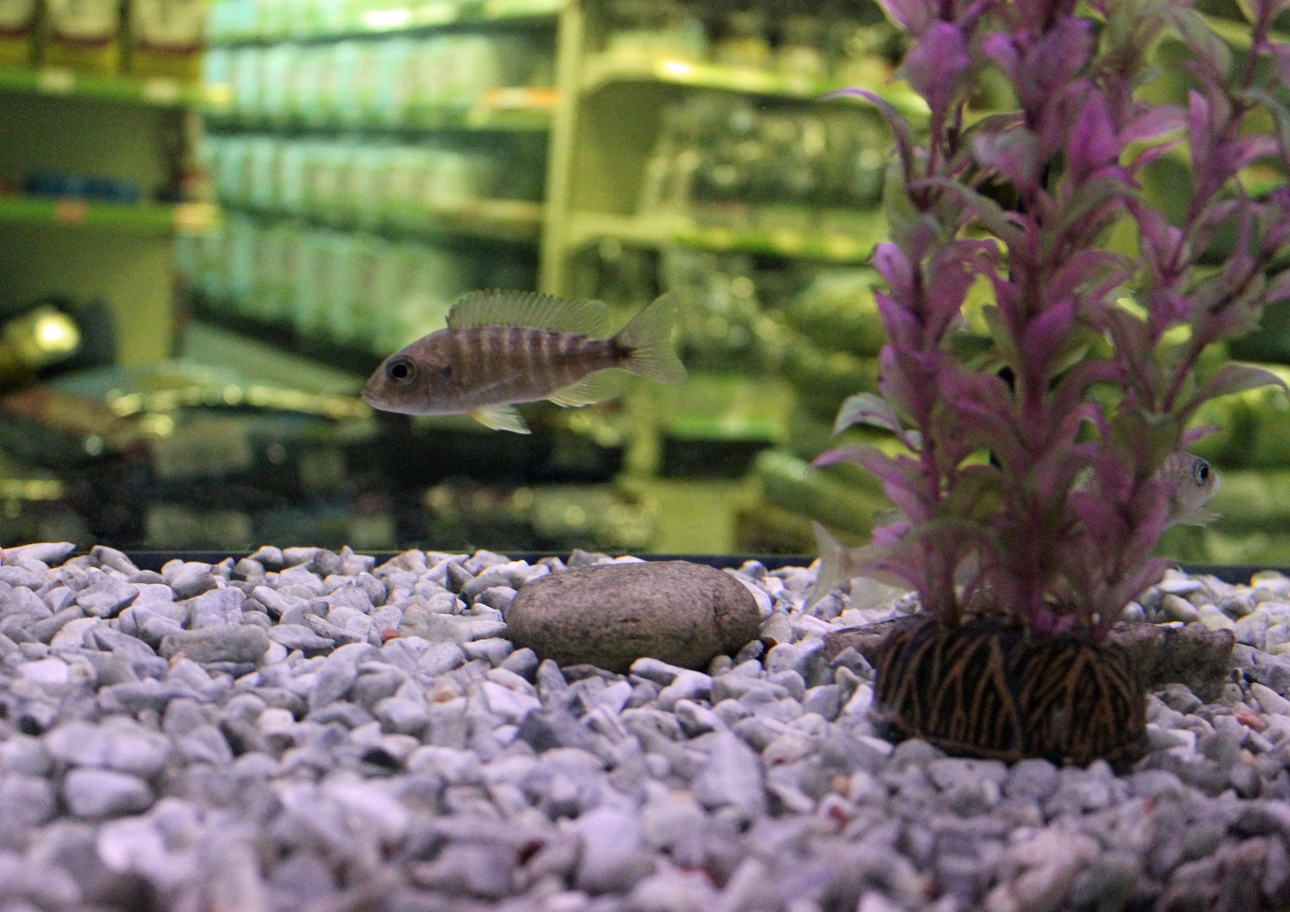 мрамор в аквариуме